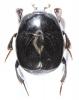 Saprinus planiusculus